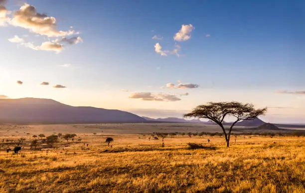 Amazing sunset at savannah plains in Tsavo East National Park, Kenya