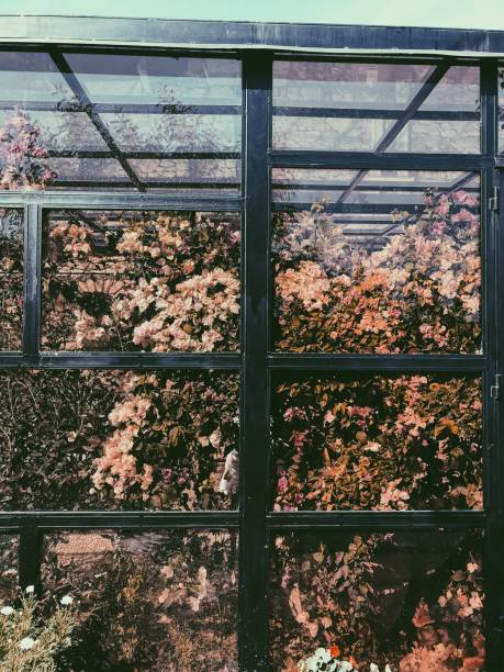 istock Greenhouse with flowers inside background 1140829928