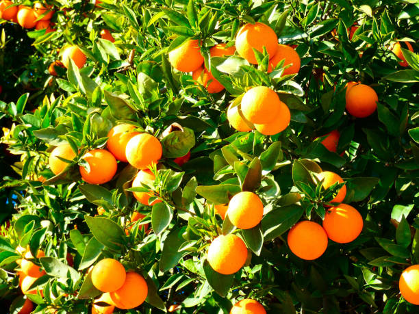 istock Oranges on the tree in the garden 1140830278