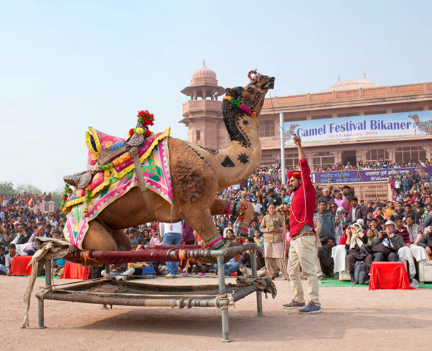 인도 라자 스 탄 축제에서 낙 타 춤 - pushkar camel fair 뉴스 사진 이미지