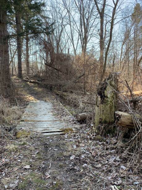 istock Old Wooden Bridge in Forrest 1140831779