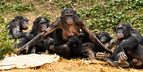 Familia Bonobo photo