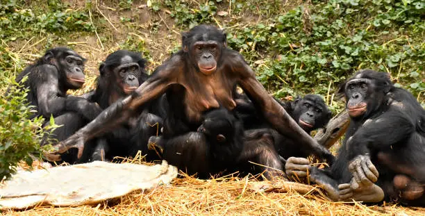 Bonobo Family