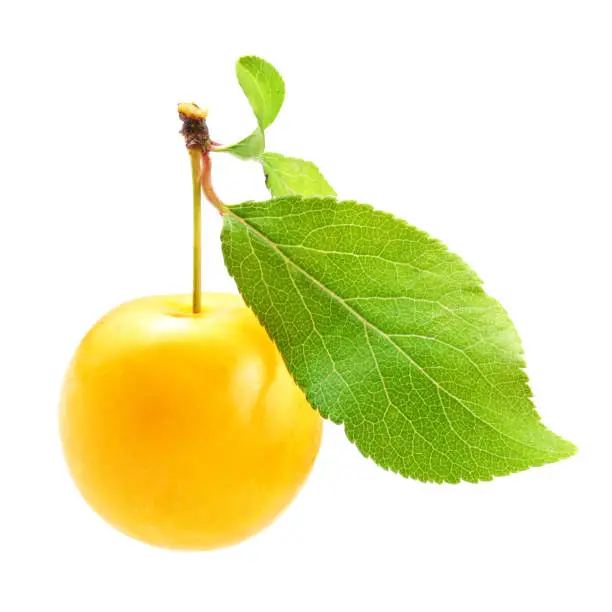 Yellow mirabele plum (Prunus domestica) with green leaf isolated on white background.