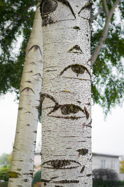istock Grey poplar Populus x canescens. Tree with eyes. 1140834326