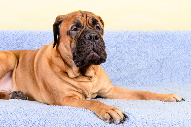 istock big dog bullmastiff animals barking theme 1140834480