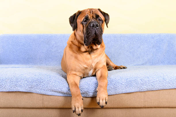 istock big dog bullmastiff animals theme 1140835028