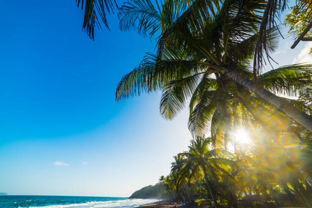 istock Palm trees by the sea in Grande Anse beach at sunset 1140835200