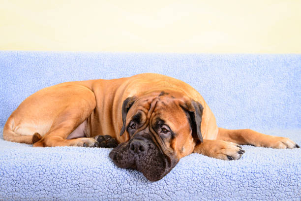 istock big dog bullmastiff animals theme 1140835209