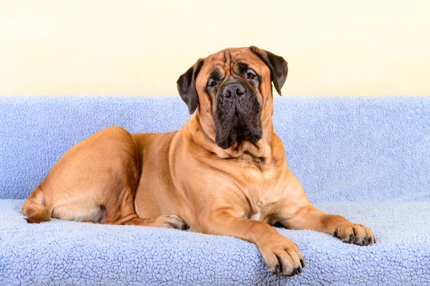 istock big dog bullmastiff animals theme 1140835259