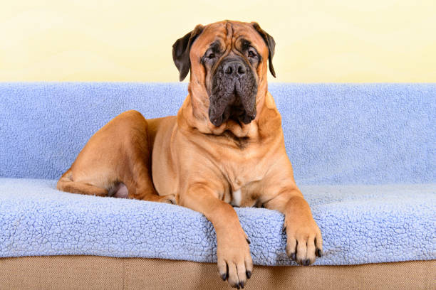 istock big dog bullmastiff animals theme 1140835303