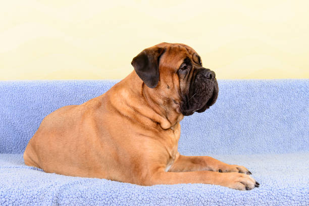 istock big dog bullmastiff animals theme 1140835353