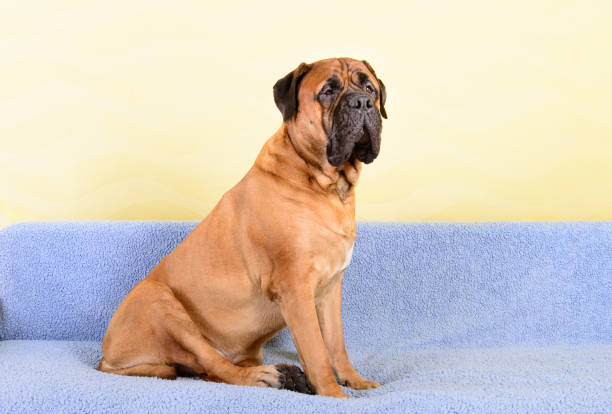 istock big dog bullmastiff animals theme 1140835414