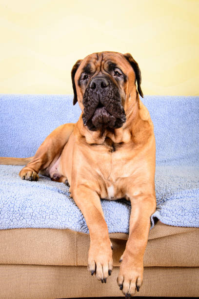 istock big dog bullmastiff animals barking theme 1140835472