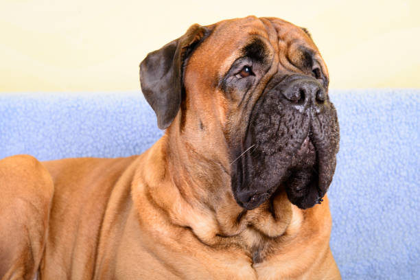 istock big dog bullmastiff animals theme 1140835553