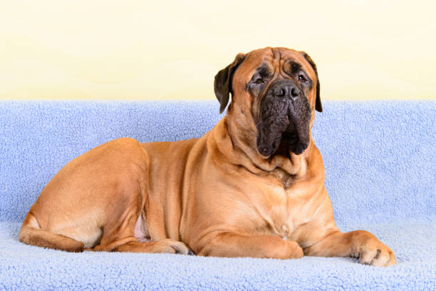 istock big dog bullmastiff animals theme 1140835629