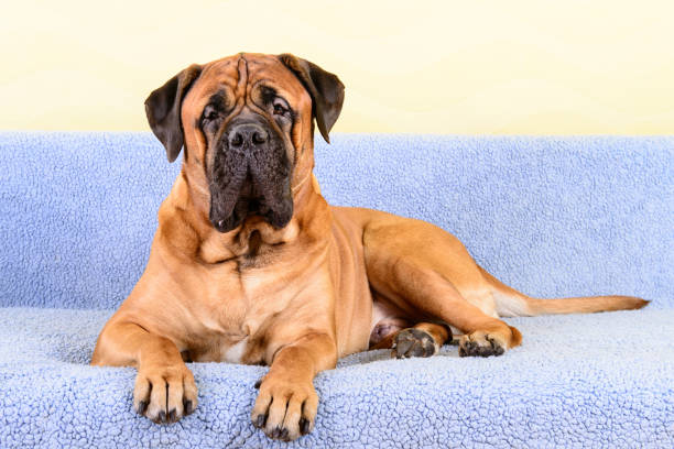 istock big dog bullmastiff animals theme 1140835719