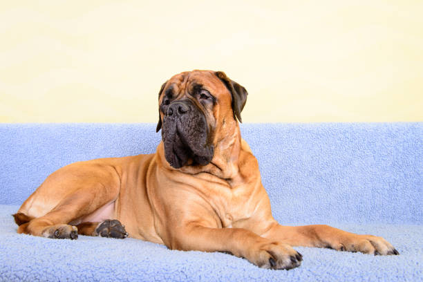 istock big dog bullmastiff animals theme 1140836341