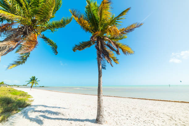 istock White sand and coconut palm trees in Smathers Beach in Key West 1140836352