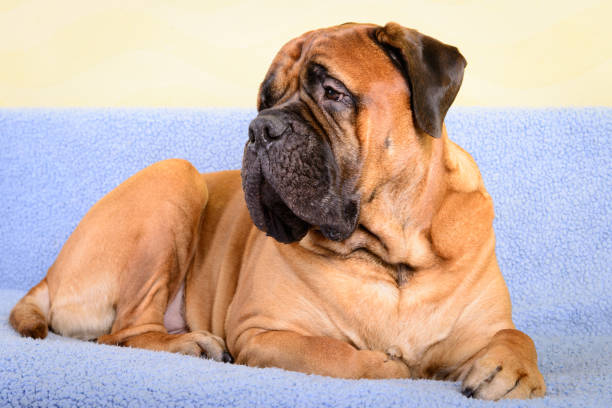 istock big dog bullmastiff animals theme 1140836877