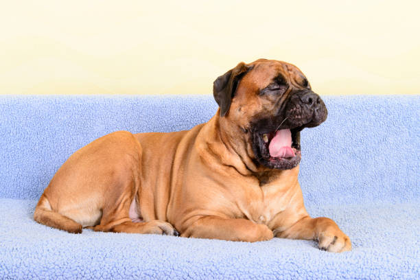 istock big dog bullmastiff animals yawn theme 1140836946