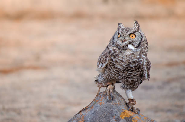 african spotted owl (africanus bubo) perched on a rock - night perching owl imagens e fotografias de stock