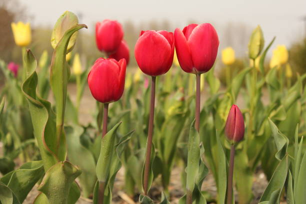 istock three red tulip plants in the garden in spring 1140838541