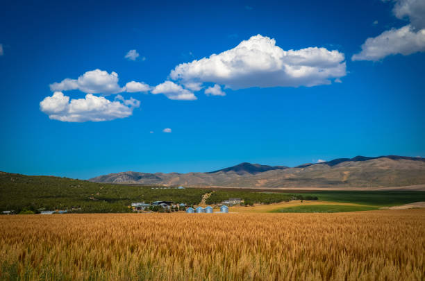 istock Eastern Oregon wheat farming 1140838846