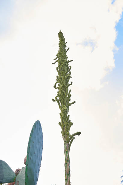 istock Dasylirion serratifolium 1140839575