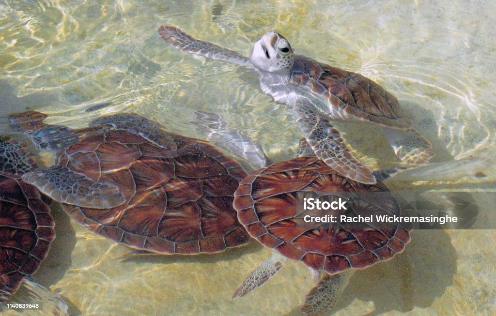 Baby Turtles Swimming Cayman Turtle Farm Grand Cayman May 2004 Stock Photo  - Download Image Now - iStock