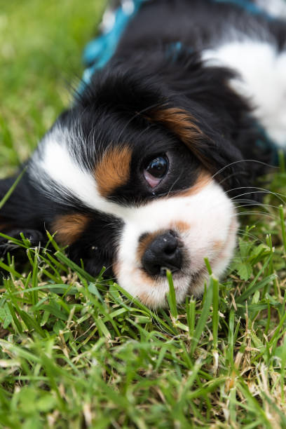 istock Sweet Cavalierking puppy 1140839882