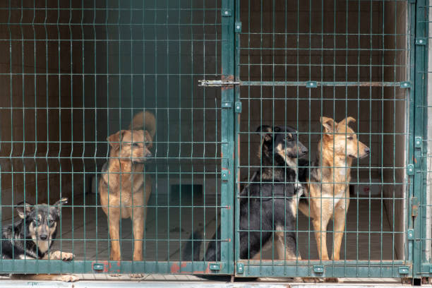 istock Dogs Awaiting Adoption in Animal Shelter 1140840857