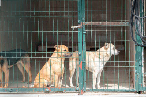 동물 보호소에서 입양 대기 중인 개 - dog animal testing dog pound sadness 뉴스 사진 이미지