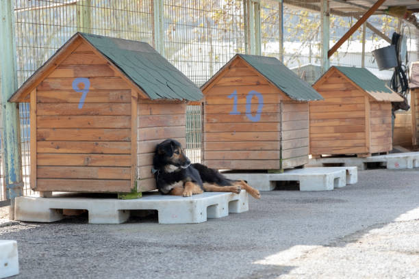 istock Dogs Awaiting Adoption in Animal Shelter 1140841190