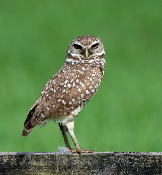 istock Burrowing Owl Against a Bright Green Background 1140841266