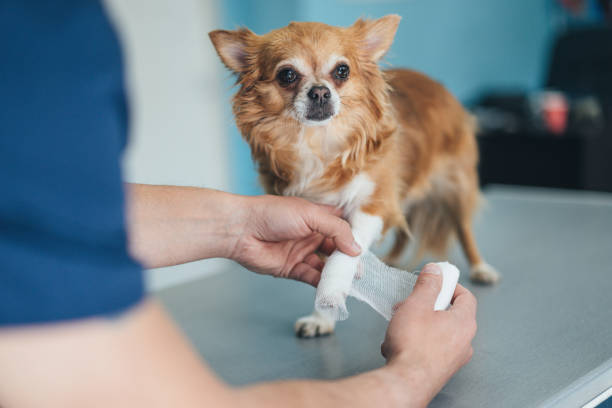 Chihuahua's injured leg Vet wrapping bandage around a Chihuahua's  injured leg bandage stock pictures, royalty-free photos & images