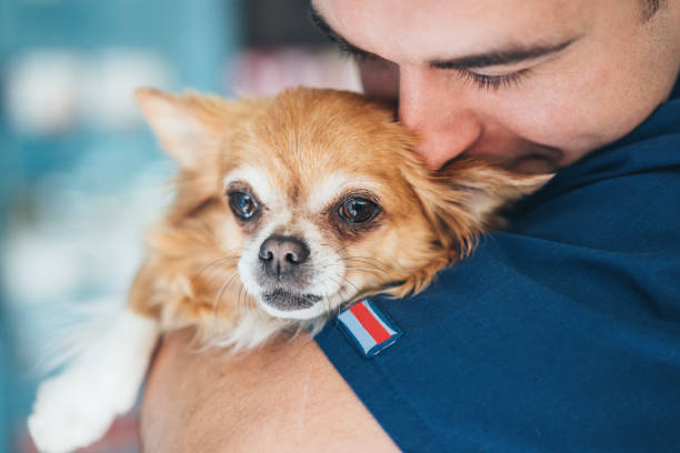 istock Veterinarian holds Chihuahua dog 1140842345