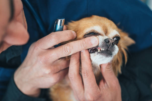 istock Vet examining chihuahua dogs teeth 1140842351