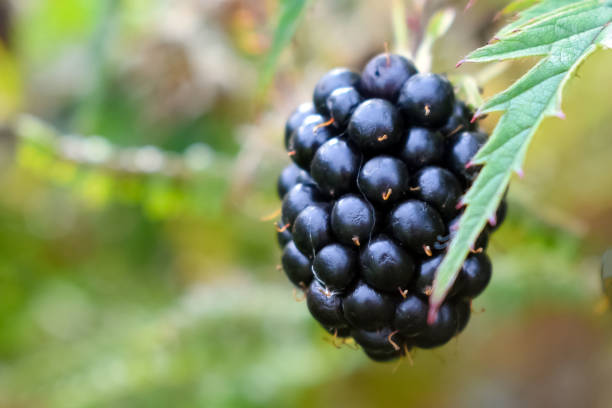 istock Ripe blackberries. Close-up. Blurred background. 1140843947
