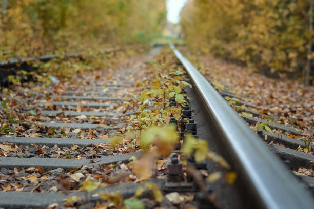 istock railway tracks in the autumn forest 1140844329