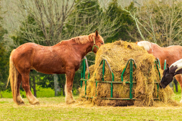 istock Horse Eating Hay Close Shot 1140844914
