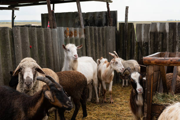 Goats and Sheep in Barn Goats and sheep farm animals in their barn, agriculture industry. goat pen stock pictures, royalty-free photos & images
