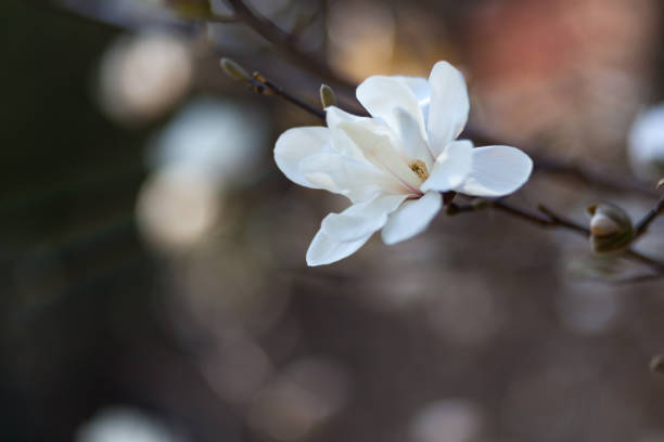 istock Natural spring flower, many blooming beauty flowers 1140846709