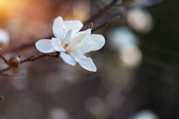 istock Natural spring flower, many blooming beauty flowers 1140846731