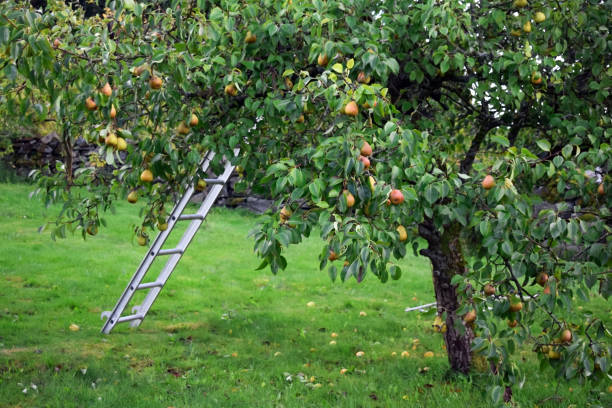 die ernte der birnen. reife birnen hängen an einem baum. eine leiter steht in der nähe eines birnbaums. - pear tree stock-fotos und bilder