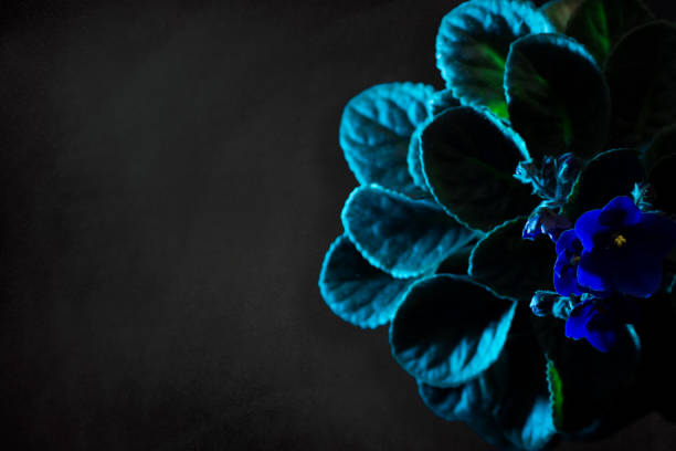 Potted Saintpaulia violet pot flower on window still on sunny light. African senpolia houseplant. Selective soft focus.