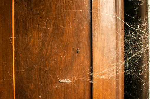 Spider web in house