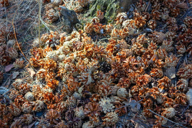 istock Dry pine cones in the spring forest. Pine tree cones on forest floor. 1140849138