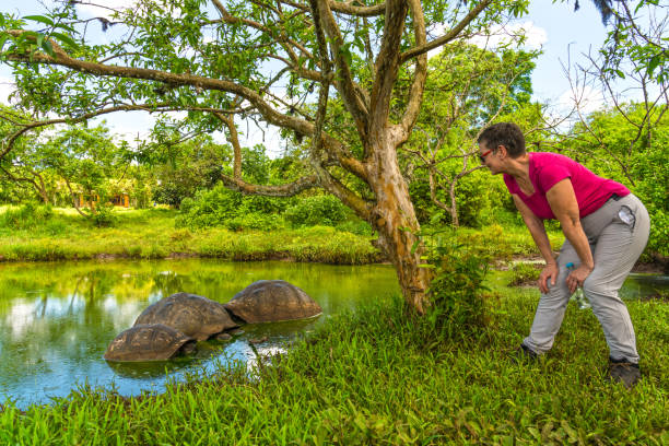 istock Galapagos Giant tortoise Turtle 1140850346