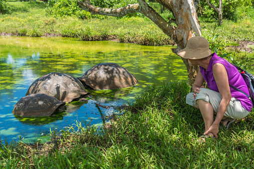 Mature women looking three Galapagos giant tortoise in the pond.